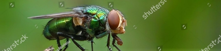 Blow Flies and Bottle Flies