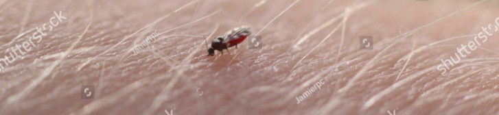 Culicoides midges