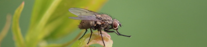 house-fly
